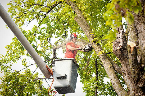 Best Emergency Tree Service  in Gramercy, LA